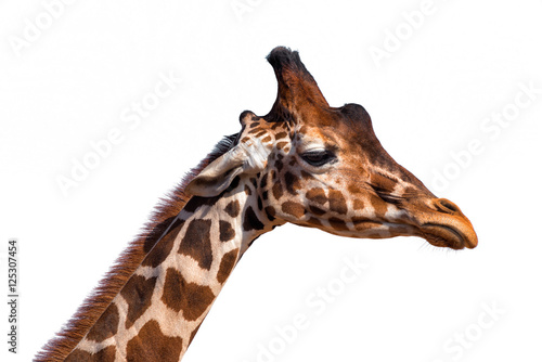 Close up of a giraffe's head isolated on white background