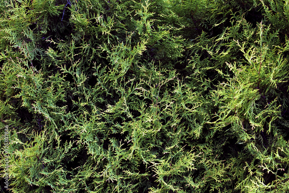 The texture of the branches of the arborvitae
The texture of the branches of the arborvitae