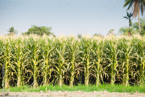 green field of corn growing up