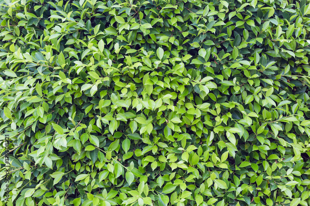 green leaf background green leaf background
