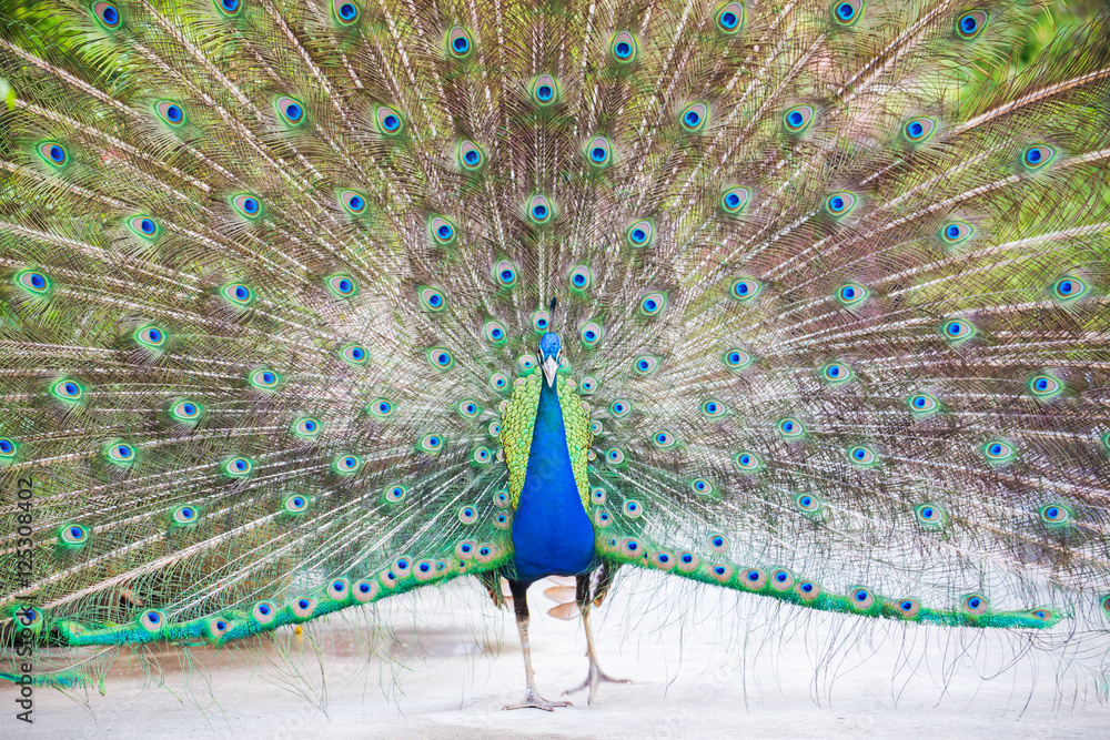 Obraz premium Portrait of Peacock with Feathers Out