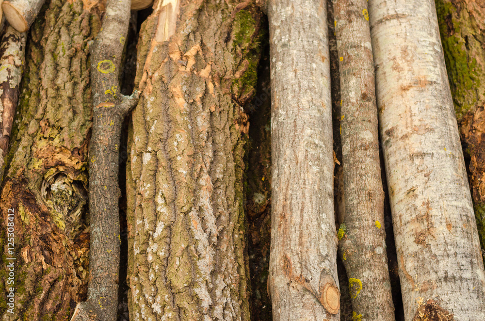 Environment, nature and deforestation forest - felling of trees. The concept of a global problem. Background of cut tree trunks. Environment, nature and deforestation forest - felling of trees. The concept of a global problem. Background of cut tree trunks.