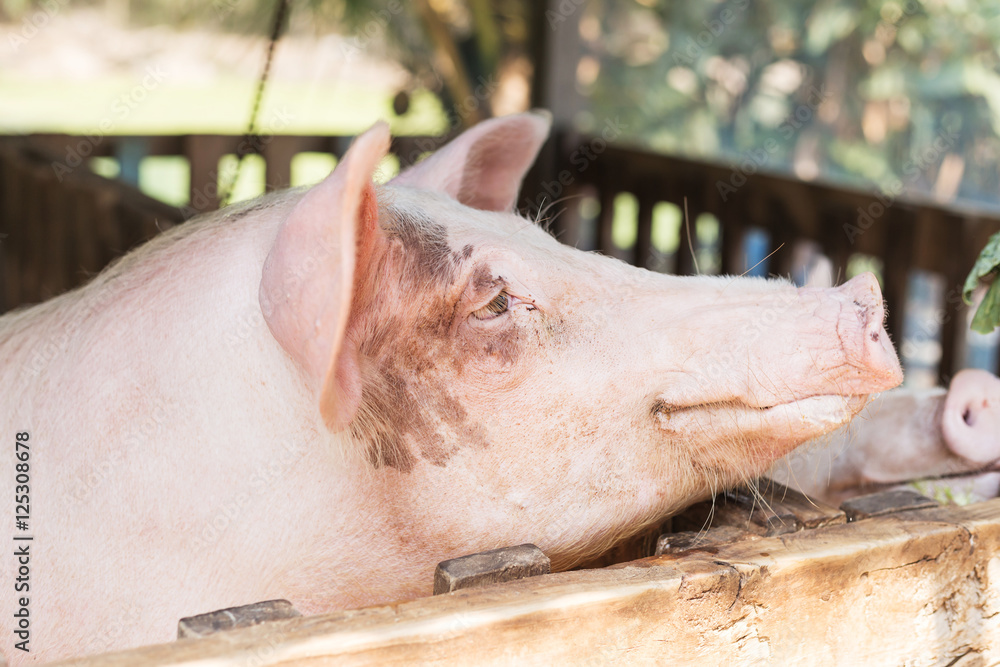 Pig at pig breeding farm Pig at pig breeding farm