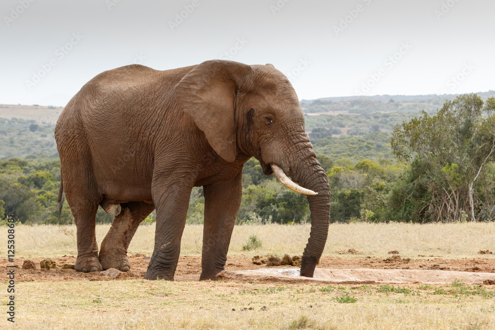 Bush elephant sucking up the last bit of water