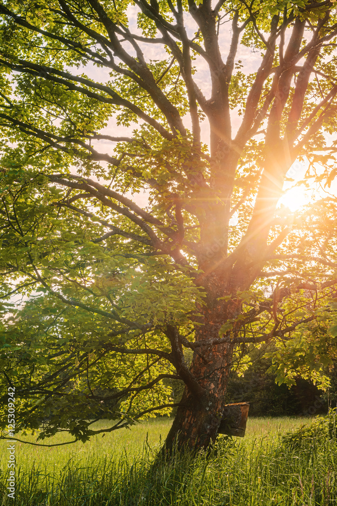 Obraz premium Sunny tree sunset with sun rays