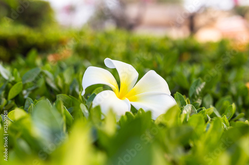 Close up of white plumeria or frangipani blossom on green leaf © zoneteen