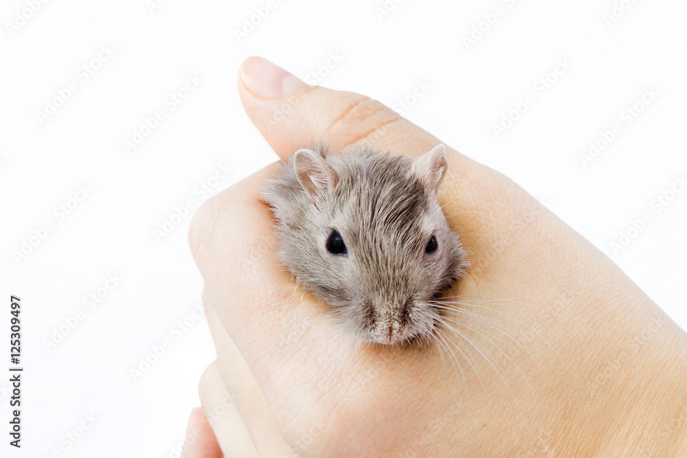 gerbil mouse in human hand (Meriones unguiculatus) gerbil mouse in human hand (Meriones unguiculatus)