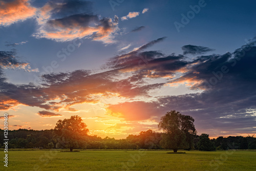 Meadow with flowers and trees during sunset