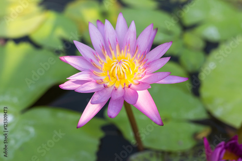 Soft-focus Beautiful water lilly