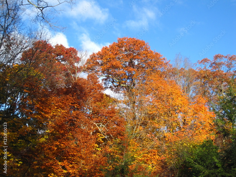 Autumn colors