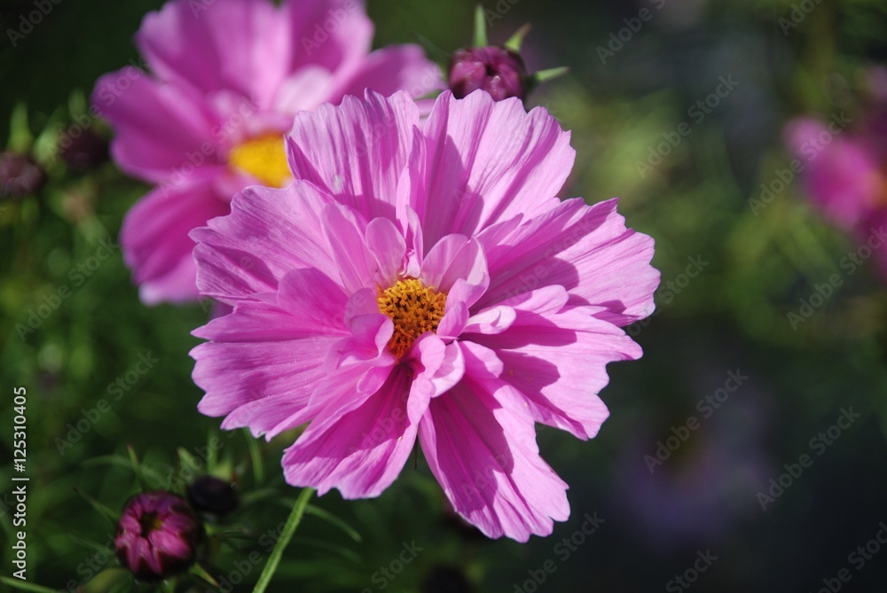 Pink Flower