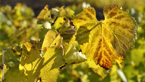 Feuilles de vignes en automne