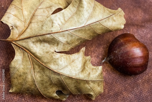 Some Chestnuts on  Brown Cloth Background with Leaves and raw Sh
