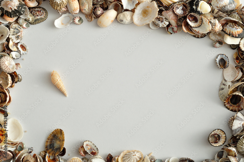 Obraz premium A border with seashells