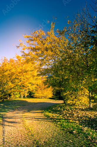 Colorfull panorama on autumn  with yellow tree and colored sky