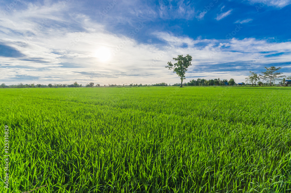 Rice field green grass blue sky cloud cloudy landscape background