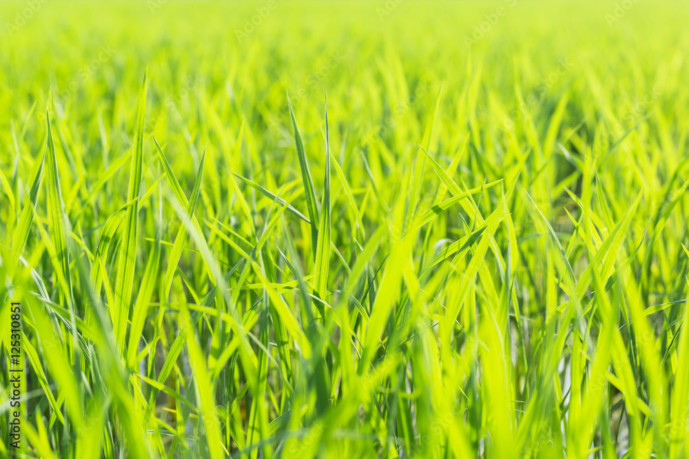 Rice field green grass blue sky cloud cloudy landscape background Rice field green grass blue sky cloud cloudy landscape background