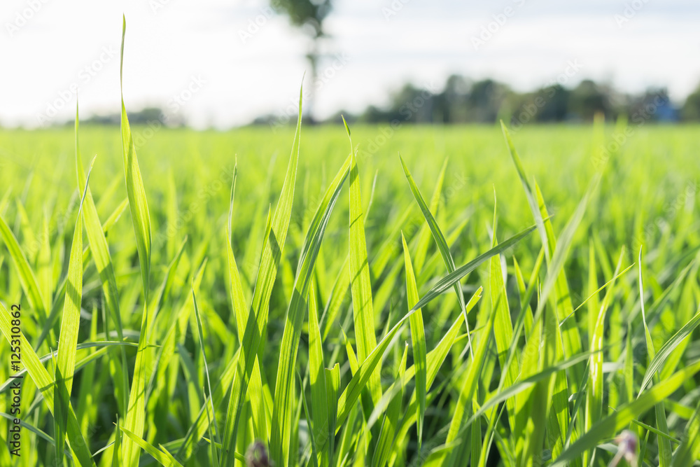 Obraz premium Rice field green grass blue sky cloud cloudy landscape background