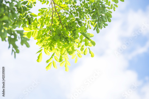 green leaves background in blue sky