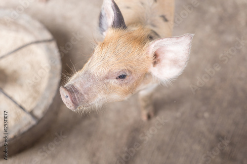  young piglet a pig breeding farm