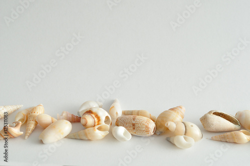 A row of seashells on a white background