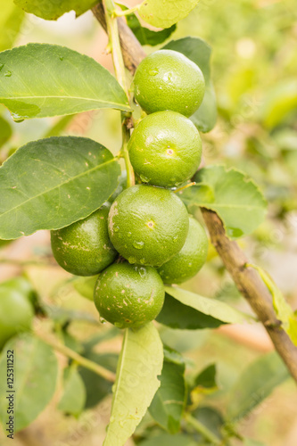 Lime fruits closeup on tree