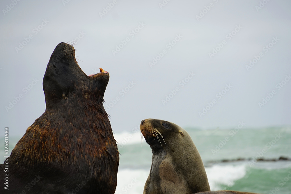 Naklejka premium Lions Seals