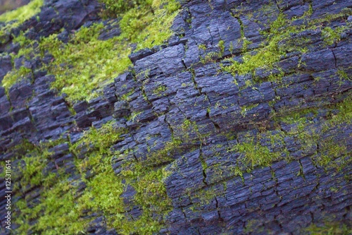 Close-up Texture of Wood wi...