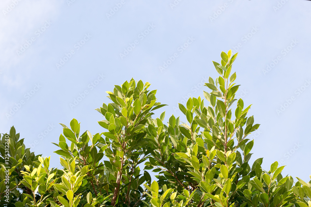 group of green leaf and sky,cloud and blue sky,green leaf from garden,green leaf make oxygen