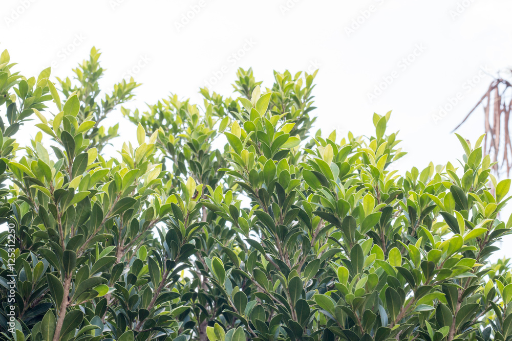 group of green leaf and sky,cloud and blue sky,green leaf from garden,green leaf make oxygen,copy space.