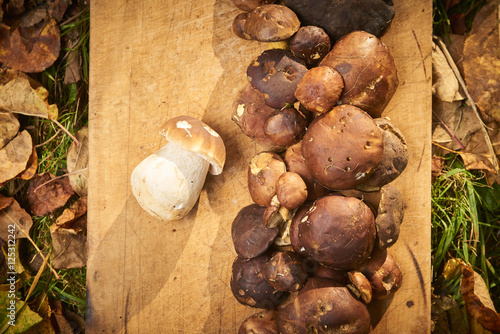 Raw porcini mushrooms, freshly picked and cleaned, ready for cooking on the cooking board with autumn leaves around. 