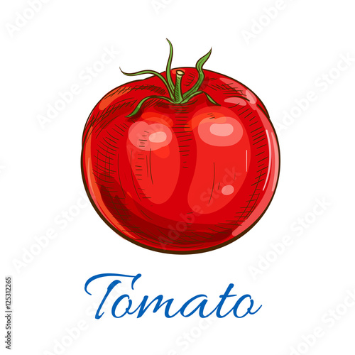 Fresh ripe red tomato with leaves sketch icon