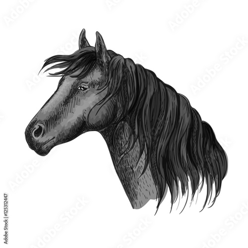Horse head sketch portrait