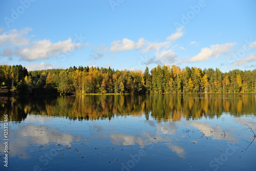 Forest and old trees under the blue sky on the shore of the lake © herculerus