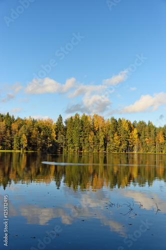 Forest and old trees under the blue sky on the shore of the lake