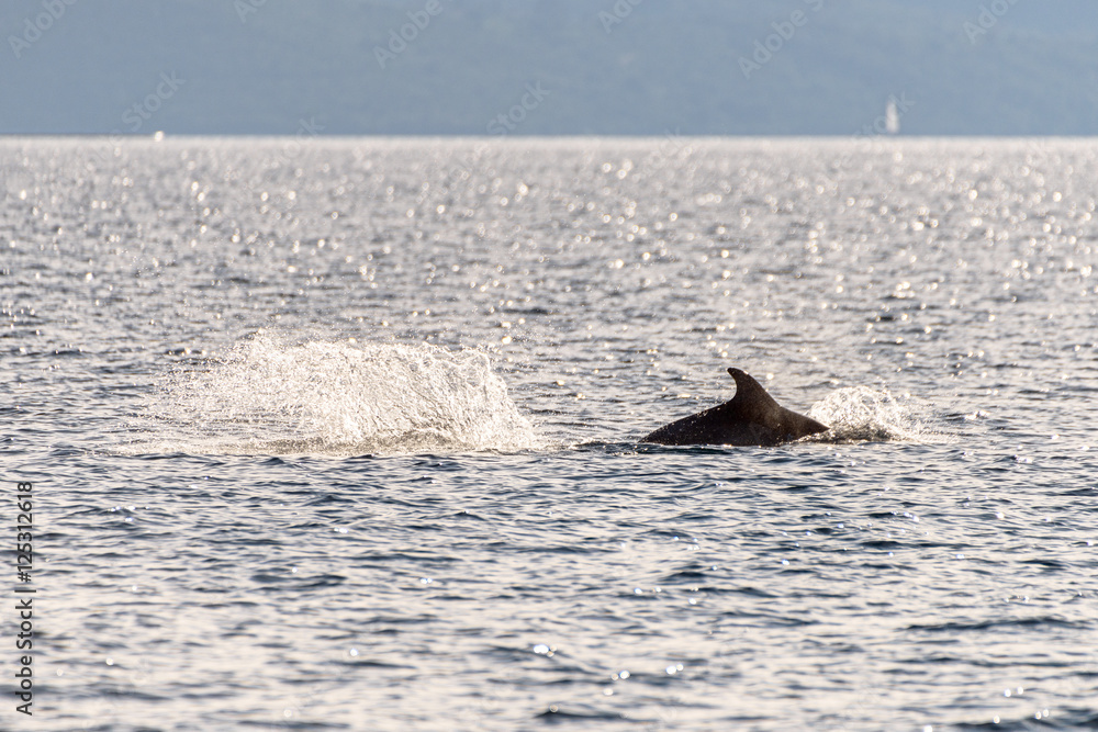 Doplhin jumping near coast in Croatia Doplhin jumping near coast in Croatia