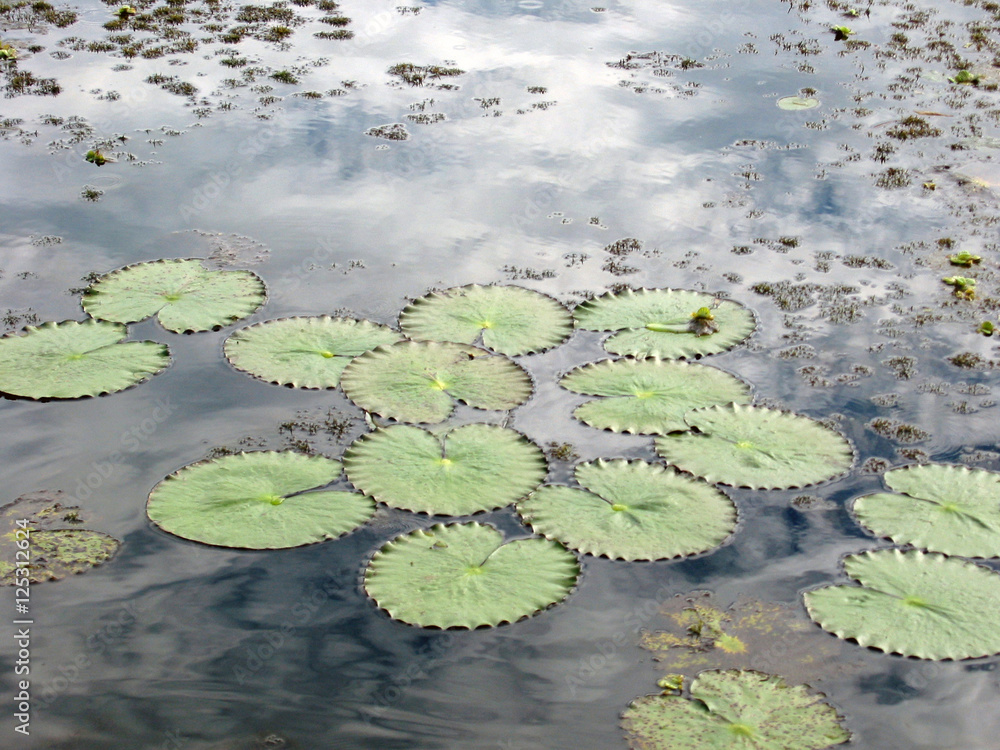 Lily Pads in a lagoon in the Amazon Jungle, Peru Lily Pads in a lagoon in the Amazon Jungle, Peru