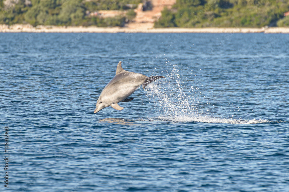 Fototapeta premium Doplhin jumping near coast in Croatia