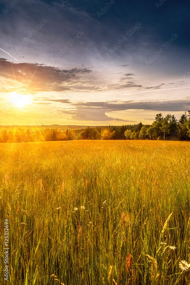 Meadow with flowers and trees during sunset Meadow with flowers and trees during sunset