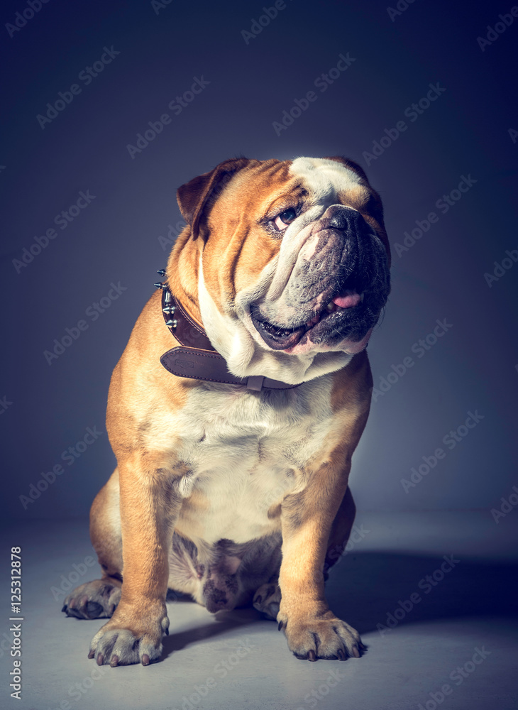 Big English bulldog