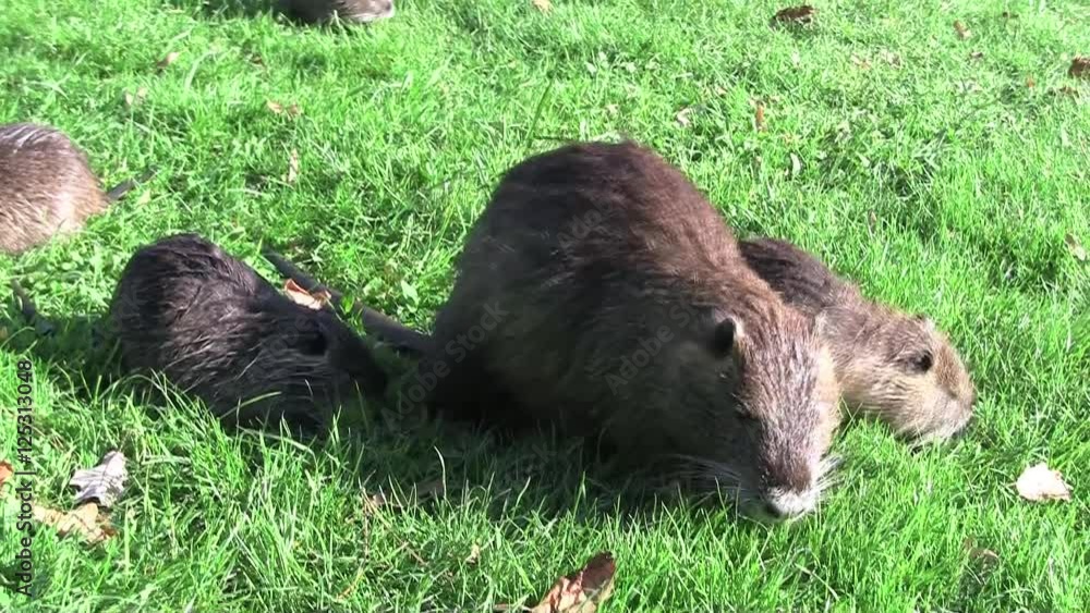 Nutria, Biberratte Mutter mit Jungen Nutria, Biberratte Mutter mit Jungen