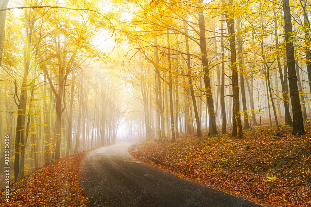Autumn scenery in a forest, with the sun rays through the mist a