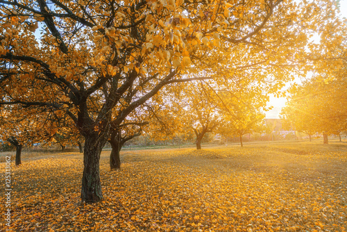 Autumn scenery in a forest, with the sun rays through the mist a