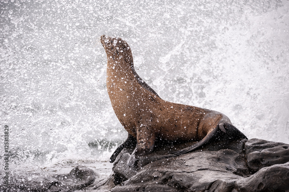 Fototapeta premium Facing the day