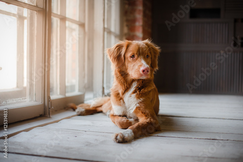 Fototapeta Naklejka Na Ścianę i Meble -  dog Nova Scotia Duck Tolling Retriever lying on a wooden floor by the window
