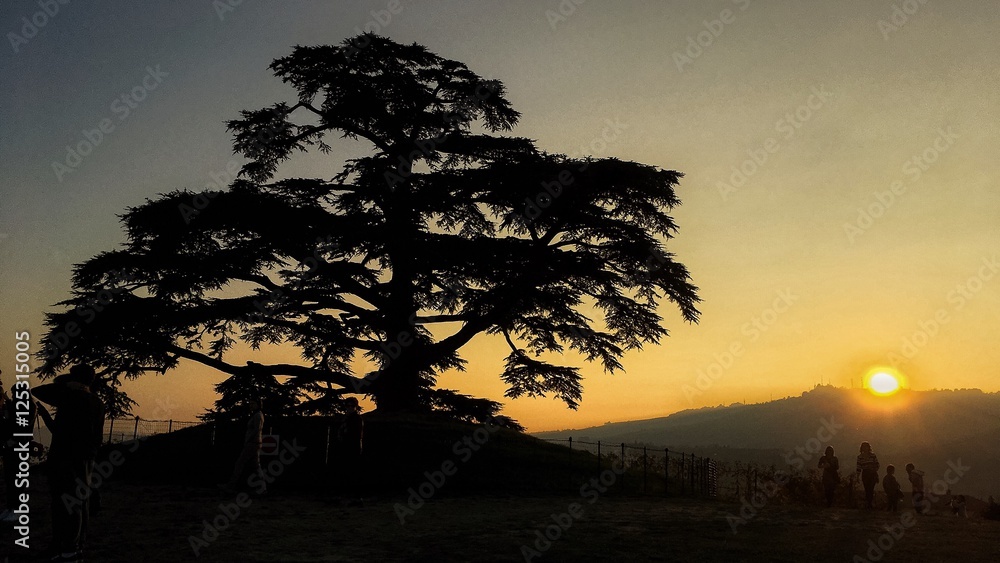 Cedro del Libano al tramonto