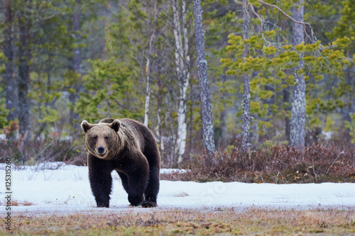 Brown bear in the taiga