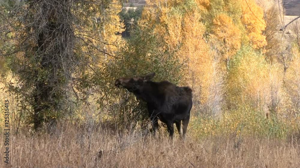 Cow Moose in Fall Cow Moose in Fall