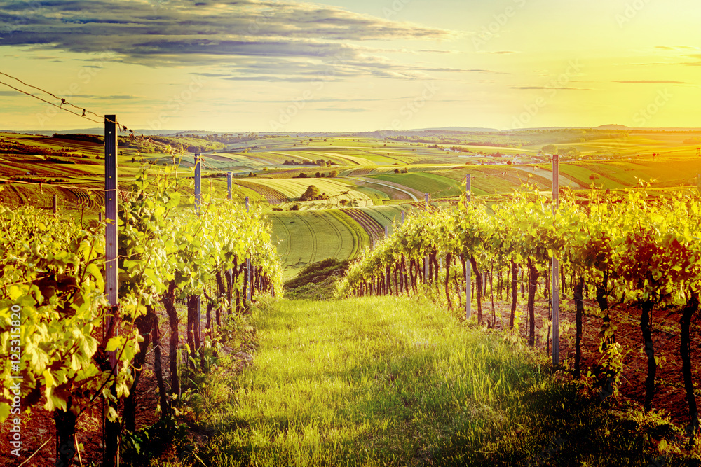 Beautiful Sunset over a vineyard in Austria Instagram wash-out e