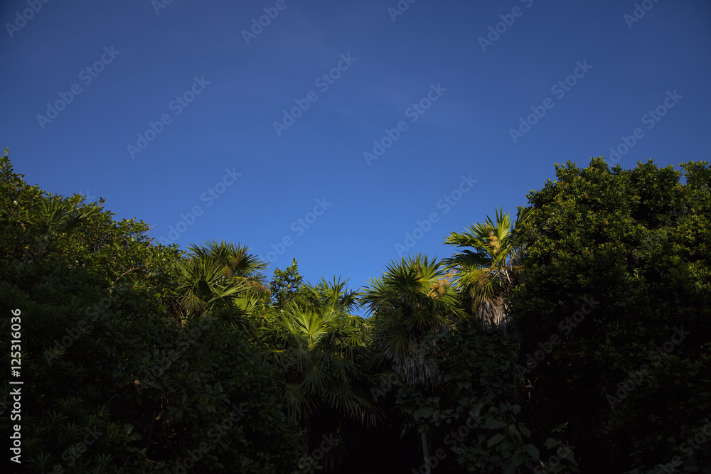 Obraz premium Tropcal Canopy